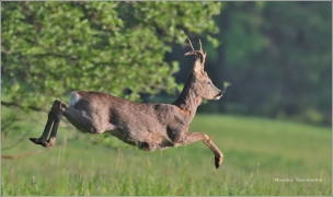 <p>SRNEC OBECNÝ (Capreolus capreolus) Šluknovsko - Jiříkov /European roe deer - Reh/</p>